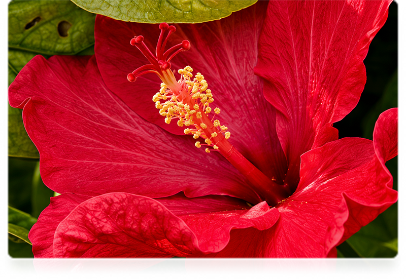 Hibiscus Extract